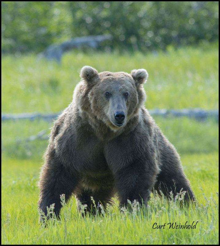 Ma Bear photo Curt Weinhold photos at