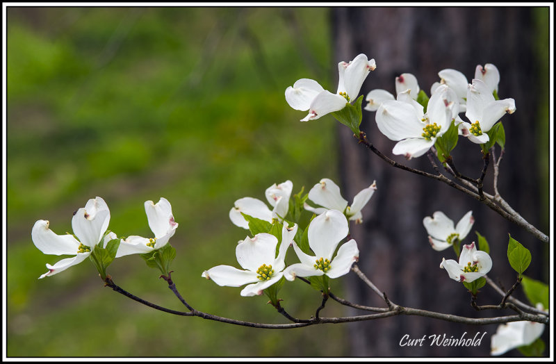 Dogwood