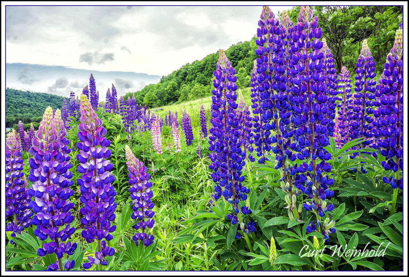 Lupine 