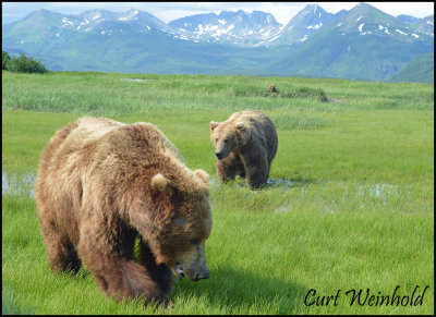 Alaskan Brown bears 