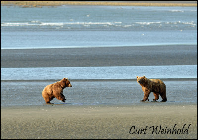 Beach Bears 