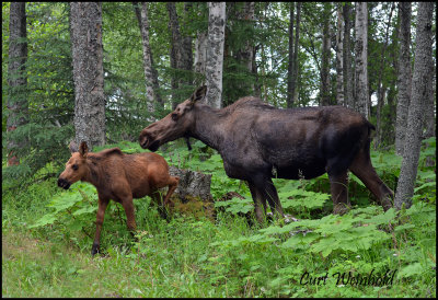 Cow Moose & calf