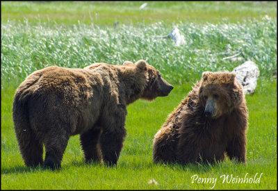 Brown bears 2.