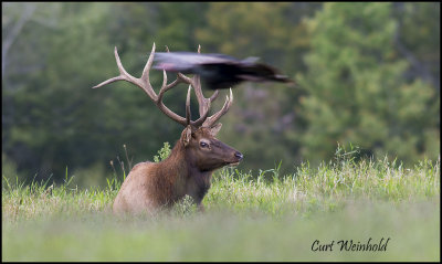 Resting elk harrased by flying turkey.