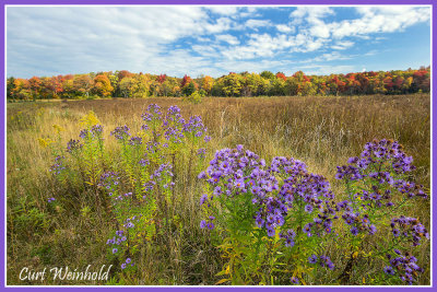 Autumn  Asters