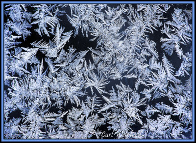 Frost ferns 