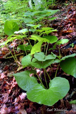 Wild Ginger