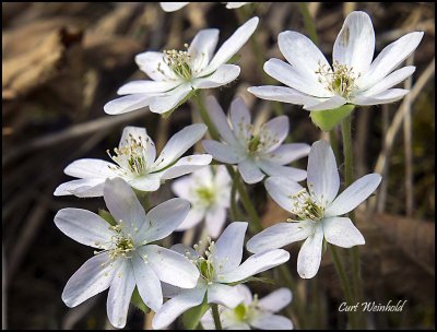 Hepatica