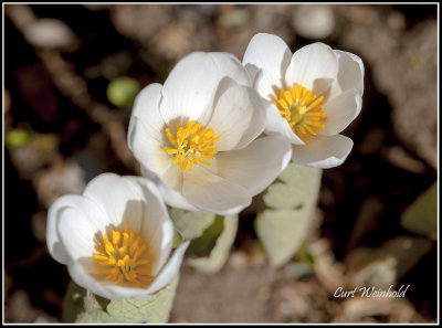 Bloodroot 