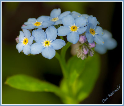 Forget-Me-Not.