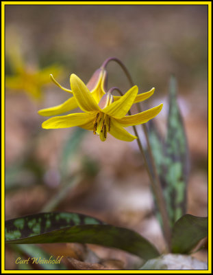 Trout Lily