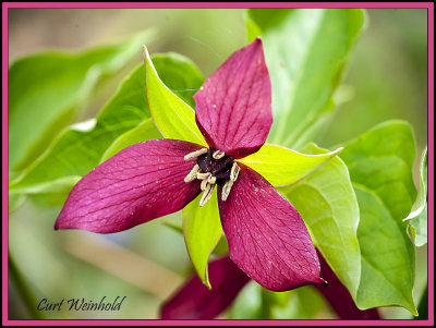 Red (Nodding)Trillium