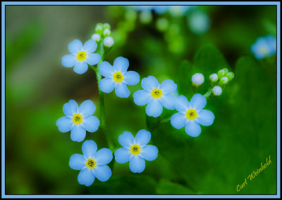 More Forget-Me-Nots