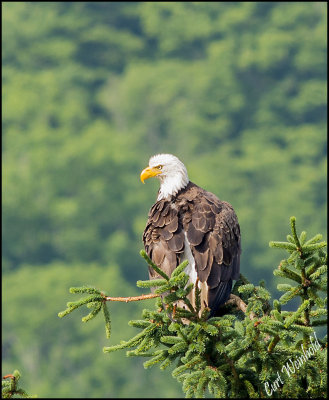 Eagle at Lyman Lake