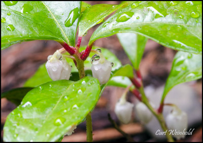 Teaberry blooms