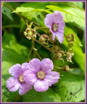 Purple Flowering Raspberry