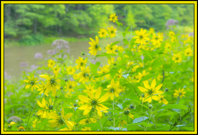 Jerusalem Artichoke