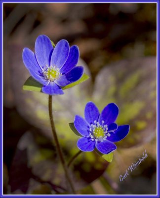 Hepatica