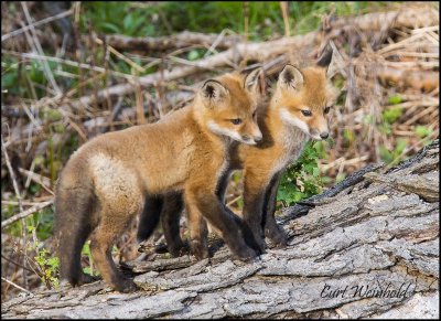 Red Fox pups 