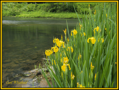 Yellow Iris