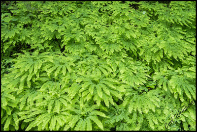 Maidenhair Fern