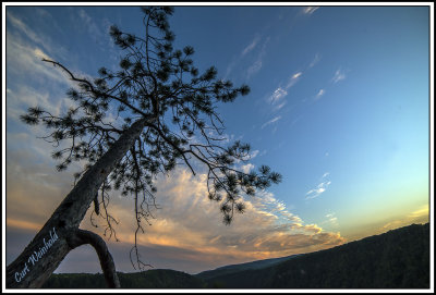 Red Pine at Barbour Rock