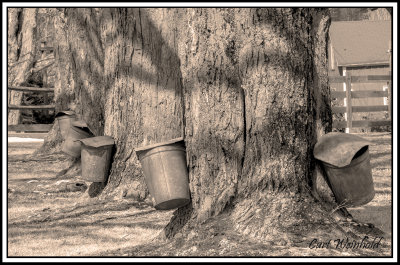 Sap buckets on massive maples