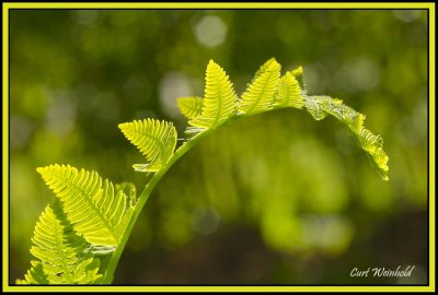 Interrupted fern