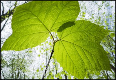 Maple Leafed viburnum