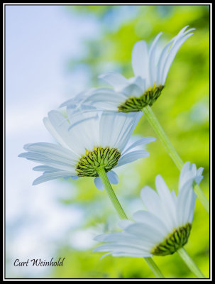 Three daisies