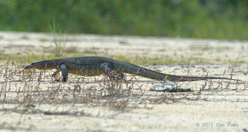 Water Monitor Lizard