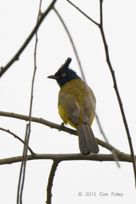 Bulbul, Black-crested @ Kaziranga