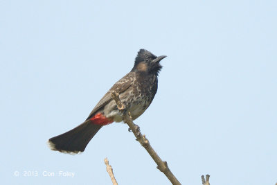 Bulbul, Red-vented @ Kaziranga