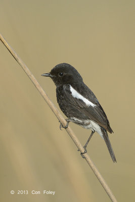 Bushchat, Pied (male) @ Corbett