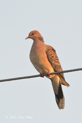 Dove, Oriental Turtle @ Pangot