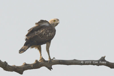 Eagle, Changeable Hawk @ Kaziranga