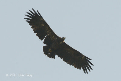 Eagle, Greater Spotted @ Kaziranga