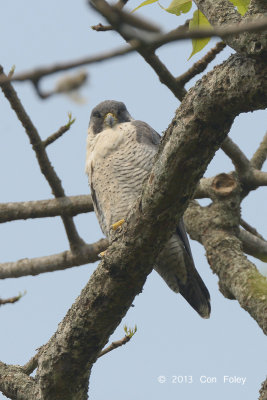 Falcon, Peregrine @ Kaziranga