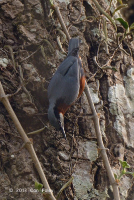 Nuthatch, Chestnut-bellied @ Kaziranga