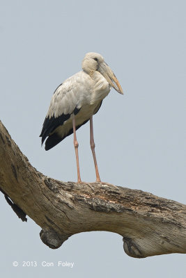 Openbill, Asian @ Kaziranga