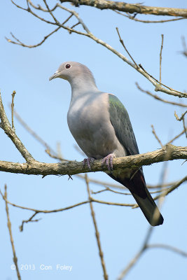Pigeon, Green Imperial @ Kaziranga