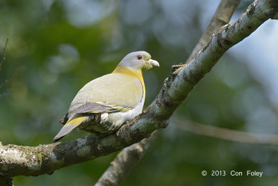 Pigeon, Yellow-footed Green @ Kaziranga