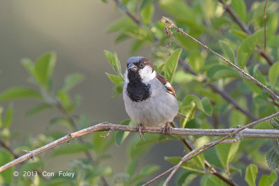Sparrow, House @ Pangot