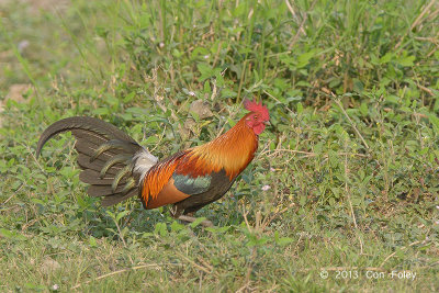 Junglefowl, Red (male) @ Kaziranga
