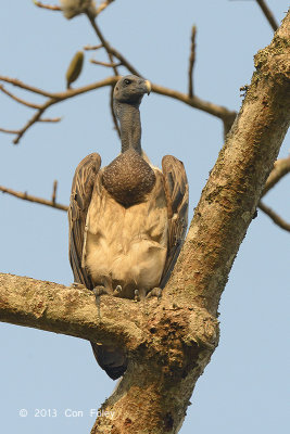 Vulture, Slender-billed