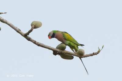 Parakeet, Red-breasted @ Kaziranga