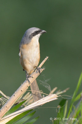 Shrike, Grey-backed @ Kaziranga