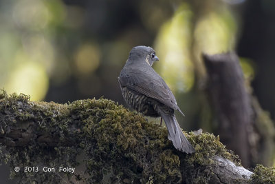 Thrush, Chestnut-bellied Rock (female) @ Pangot