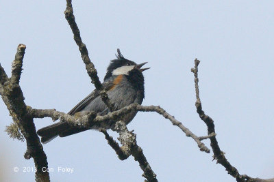 Tit, Spot-winged @ Pangot