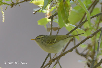 Warbler, Blyth's Leaf @ Pangot